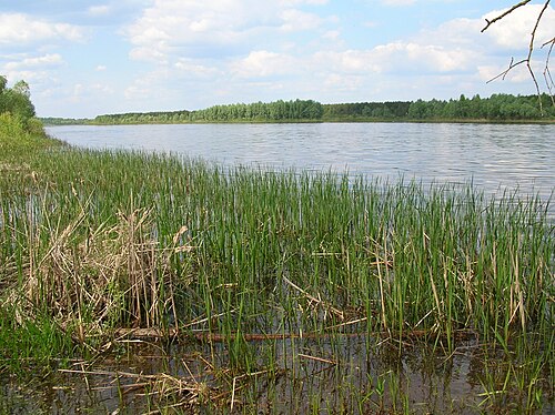 Pinsk Marshes